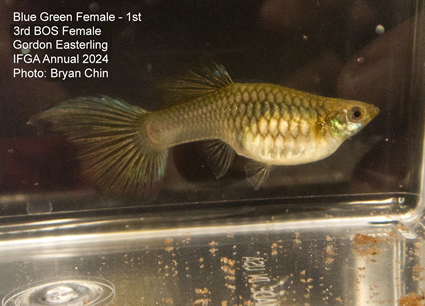 female guppy blue green